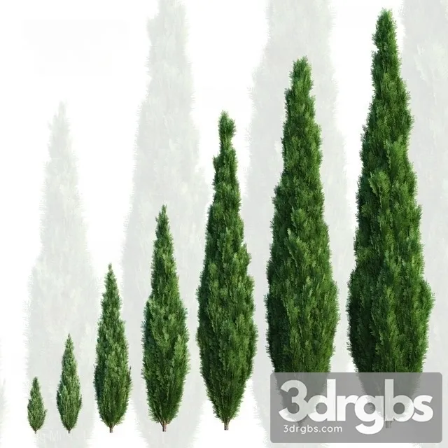 Cypress Tree 3dsmax Download