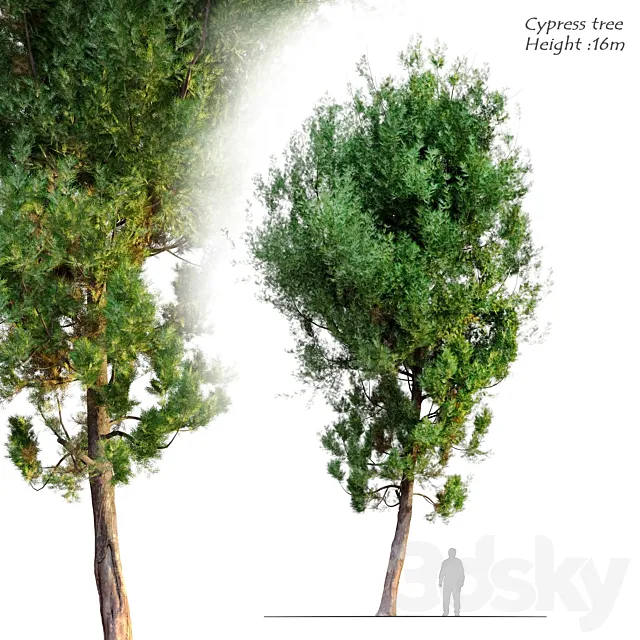 cypress tree 6 3ds Max