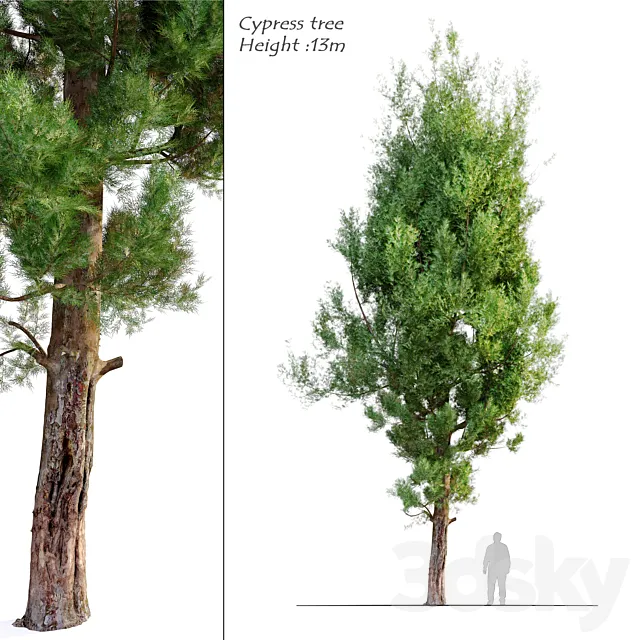 cypress tree_5 3ds Max