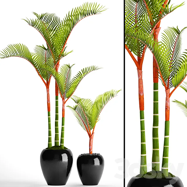 Cyrtostachys dipsis palm tree pot flowerpot interior exotic outdoor 3ds Max