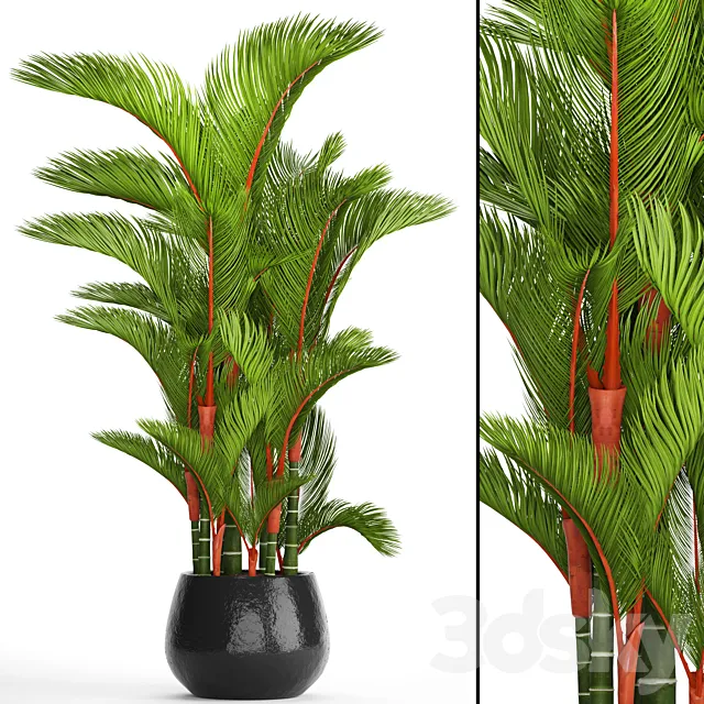 Cyrtostachys renda. Cyrtostakhis dipsis palm tree pot flowerpot interior exotic outdoor 3ds Max