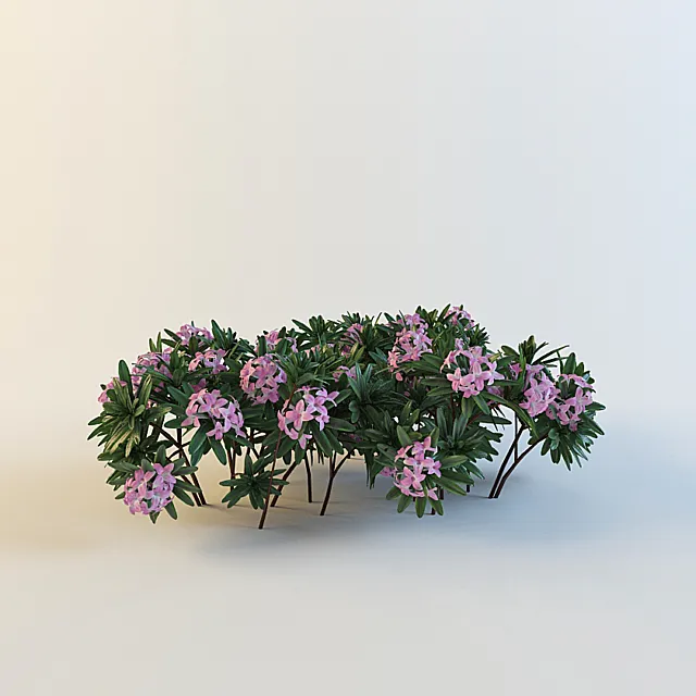 Daphne susannae ‘ Lawrence Crocker ‘ 3DS Max Model