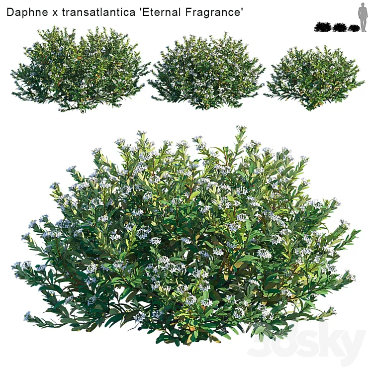 Daphne x transatlantica | Eternal Fragrance 3DS Max