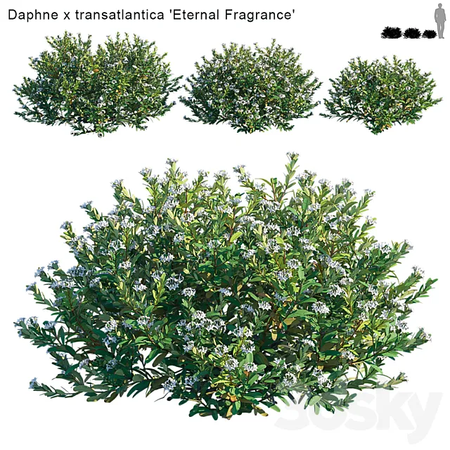 Daphne x transatlantica | Eternal Fragrance 3DSMax File