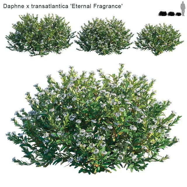 Daphne x transatlantica Eternal Fragrance 3dsMax Model