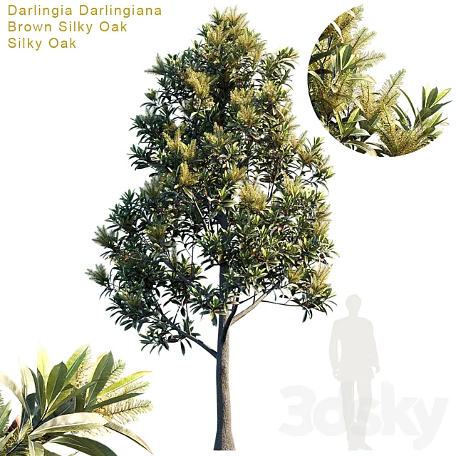 Darlingia Darlingiana | Brown Silky Oak 3ds Max