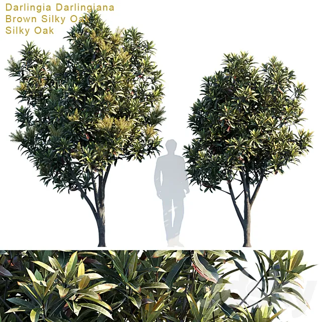 Darlingia Darlingiana | Brown Silky Oak 3DSMax File