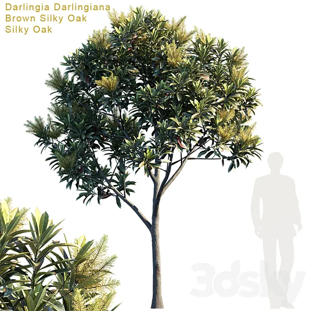 Darlingia Darlingiana | Brown Silky Oak 3DSMax File