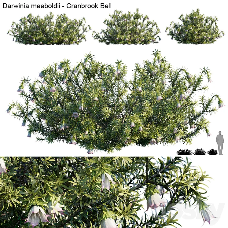 Darwinia Meeboldii | Cranbrook bell 3DS Max