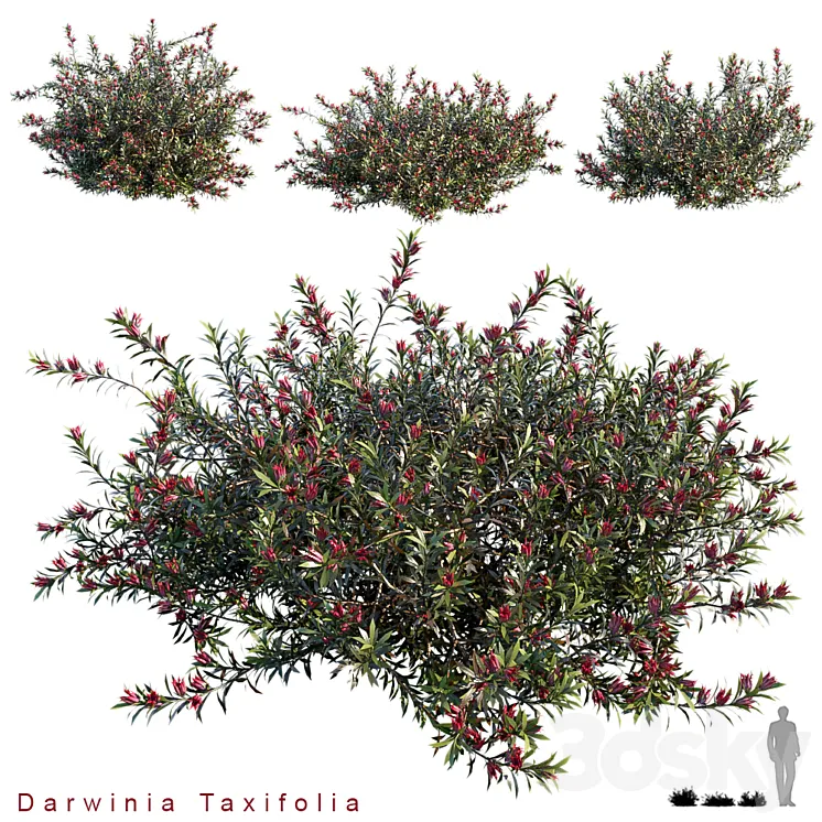 Darwinia Taxifolia 3DS Max