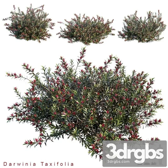 Darwinia taxifolia