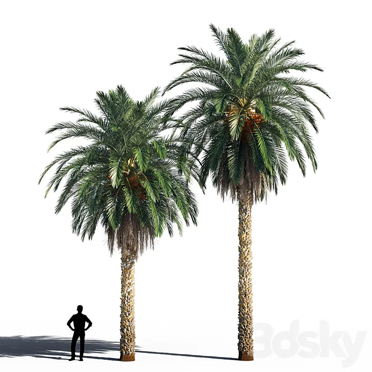 Date palm 2 3DS Max Model
