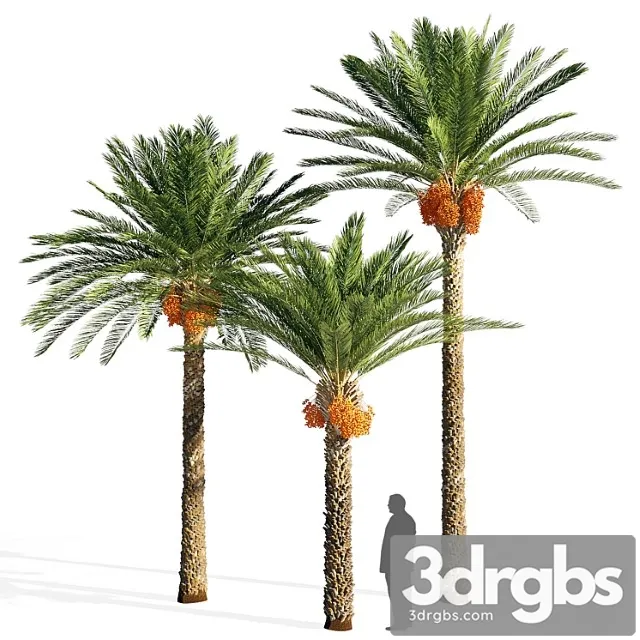 Date Palm 3dsmax Download