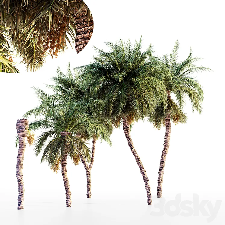 Date palm collection 3DS Max Model