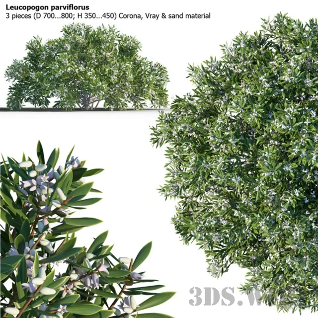 decoration – 3 shrub of Leucopogon parviflorus 3ds Max
