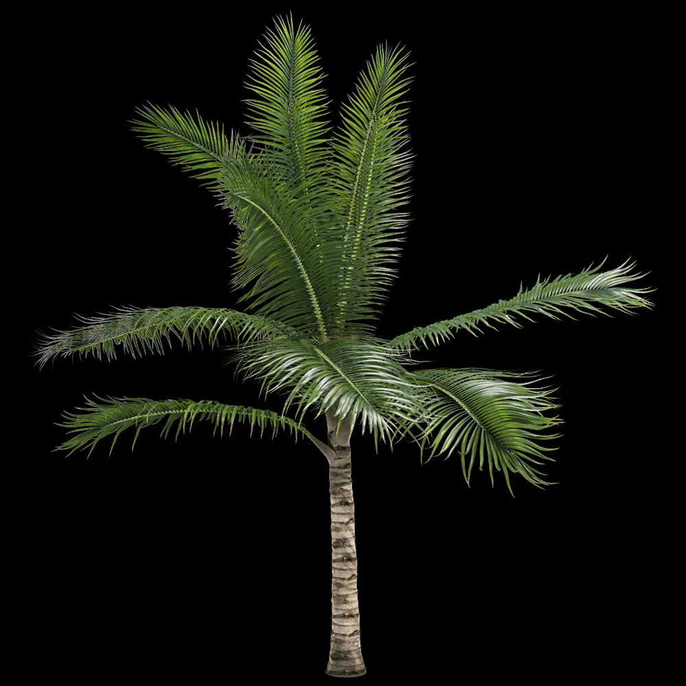 decoration – Acanthophoenix crinita 1 H 3ds Max