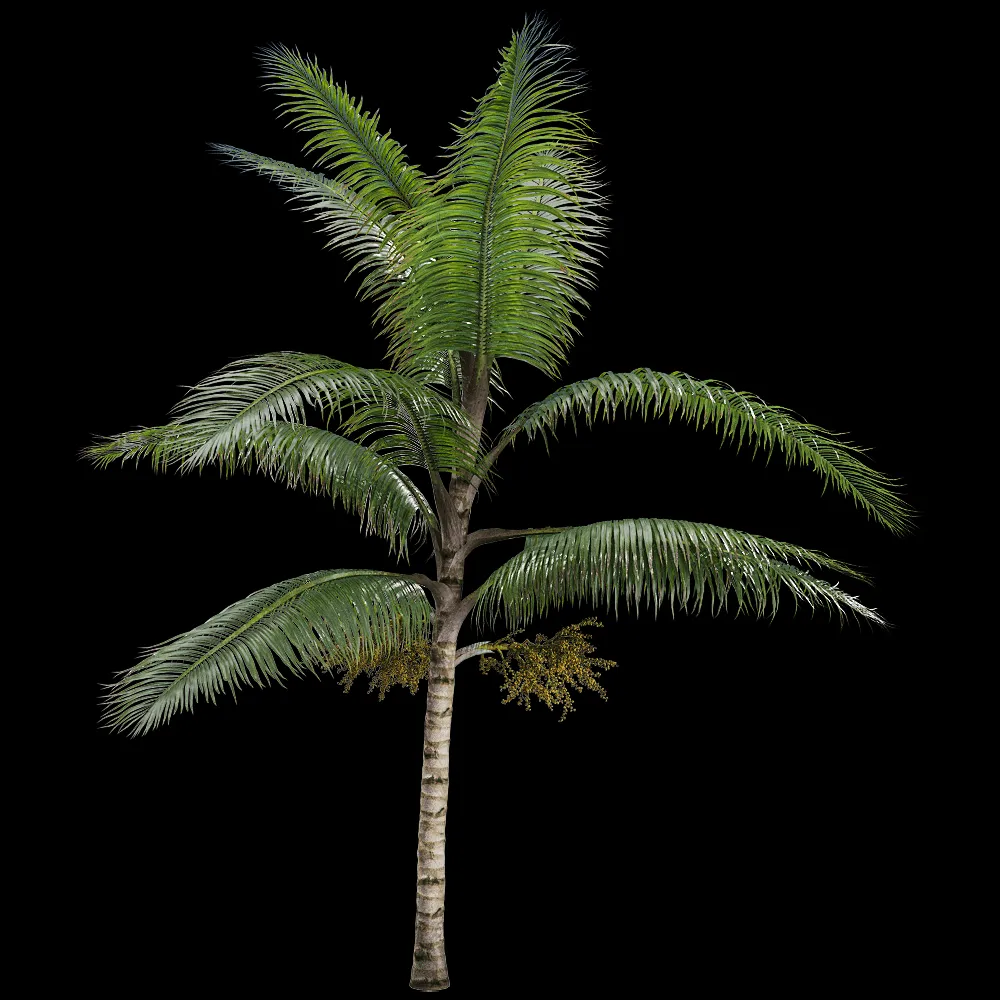 decoration – Acanthophoenix crinita 2 3ds Max