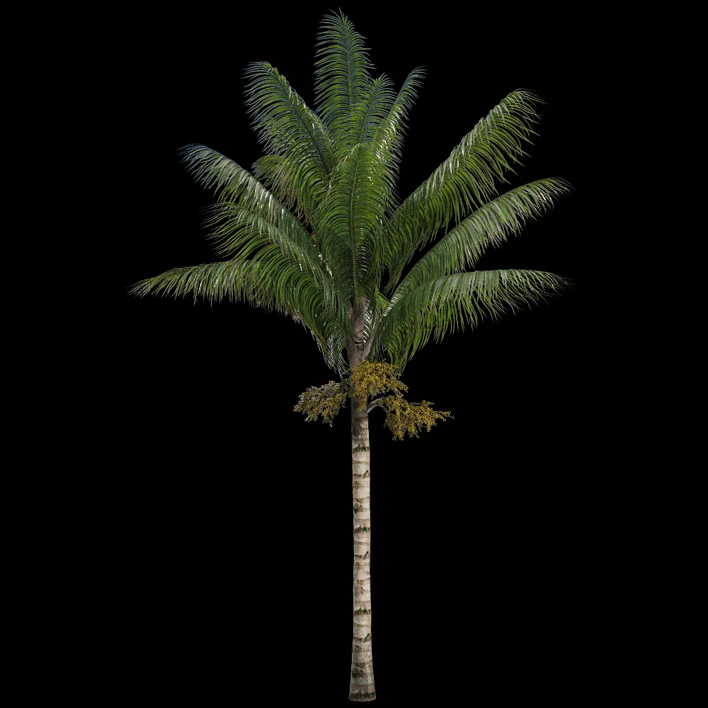 decoration – Acanthophoenix crinita 3 3ds Max