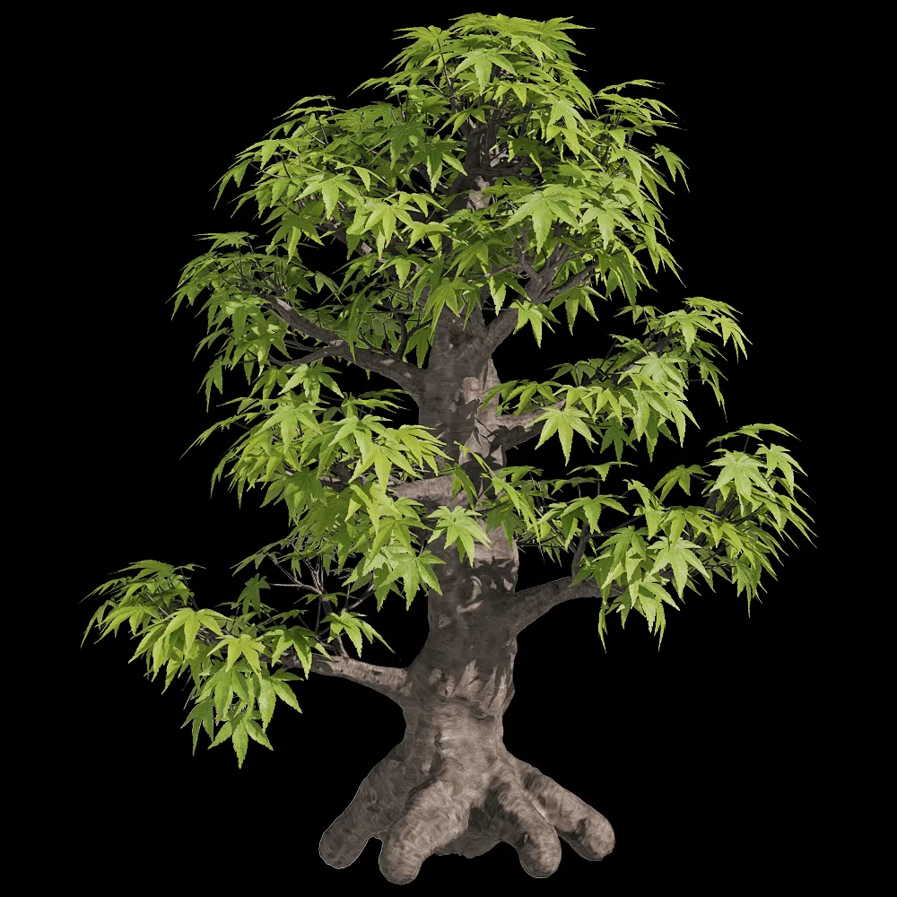 decoration – Acer palmatum 1 3ds Max