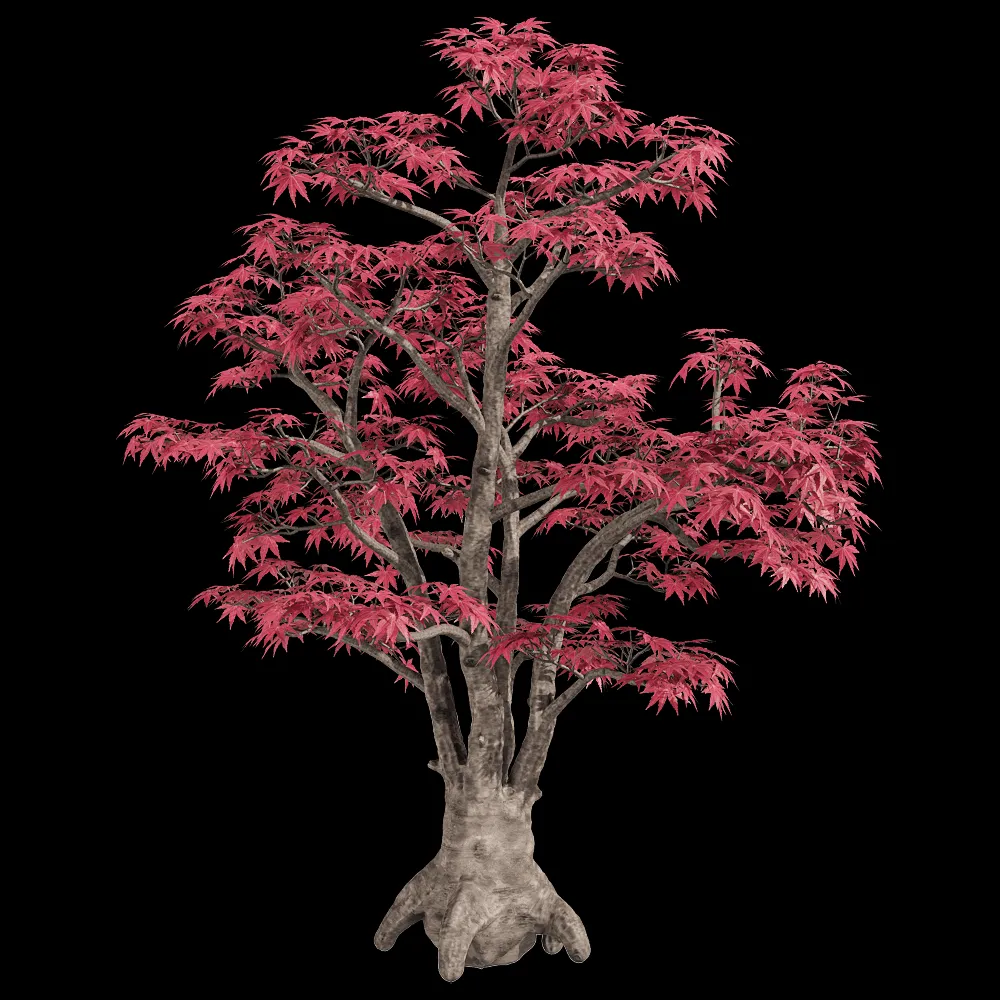 decoration – Acer palmatum 2 3ds Max
