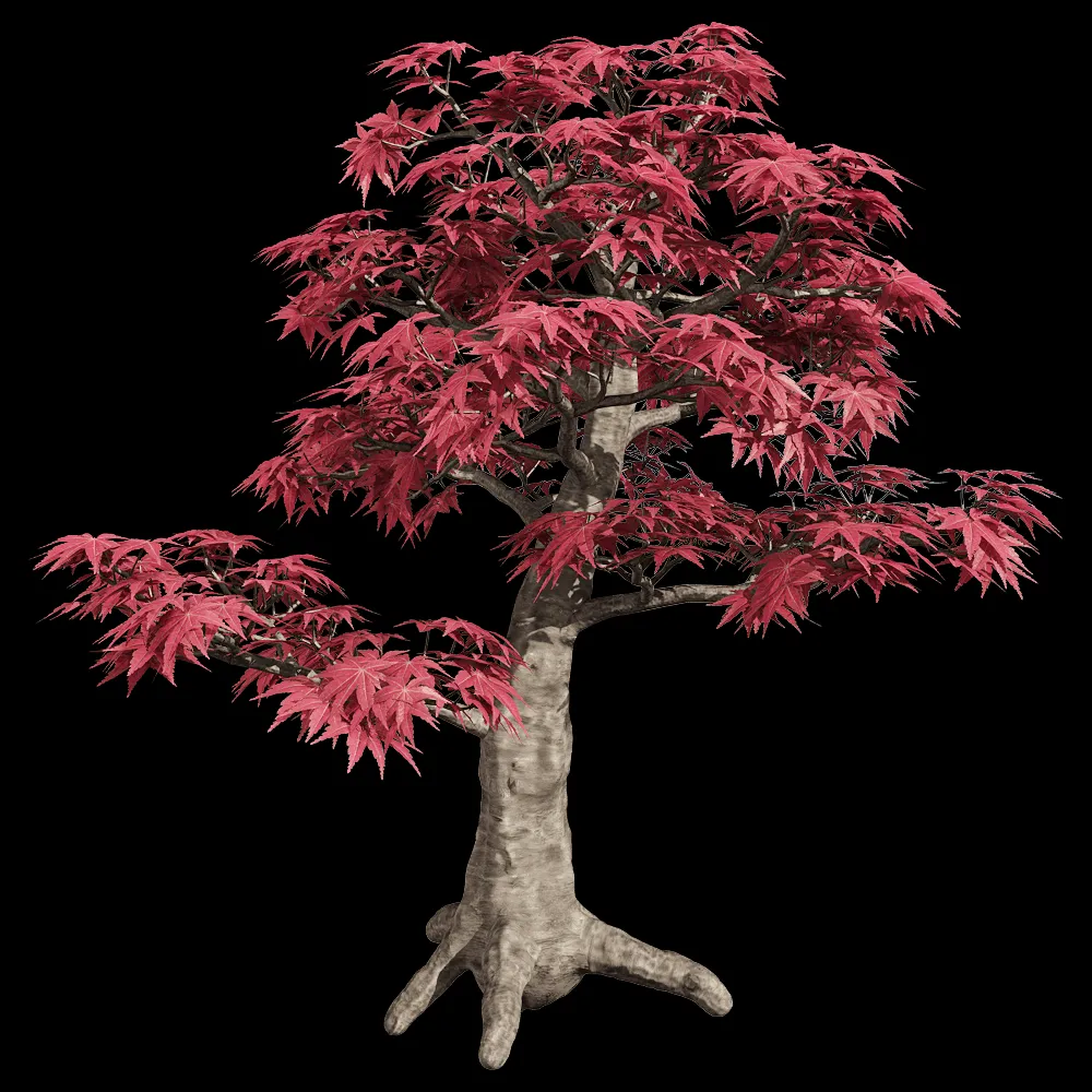 decoration – Acer palmatum 3 3ds Max