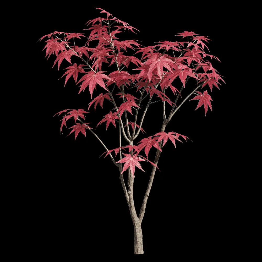 decoration – Acer palmatum 4 3ds Max