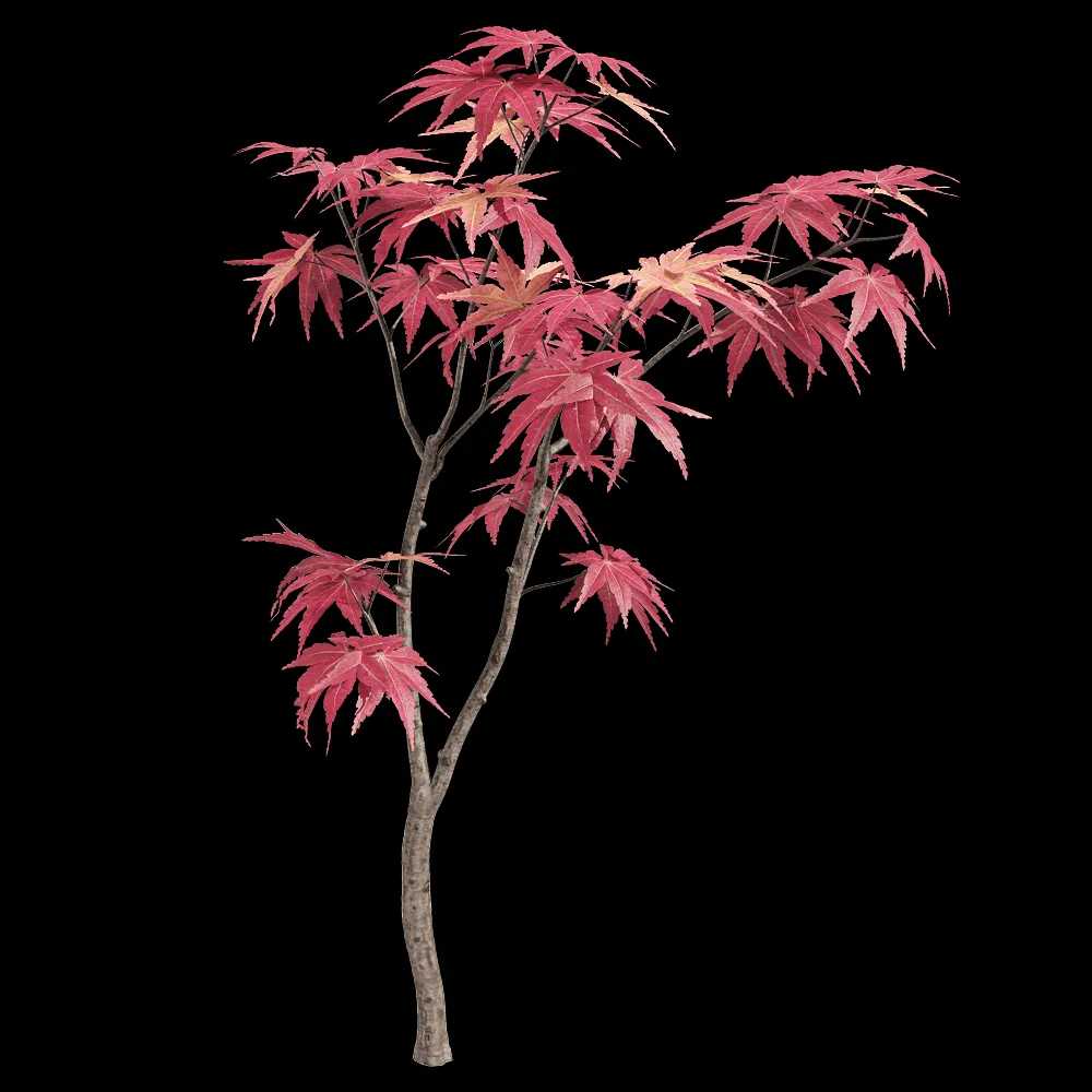 decoration – Acer palmatum 6 3ds Max