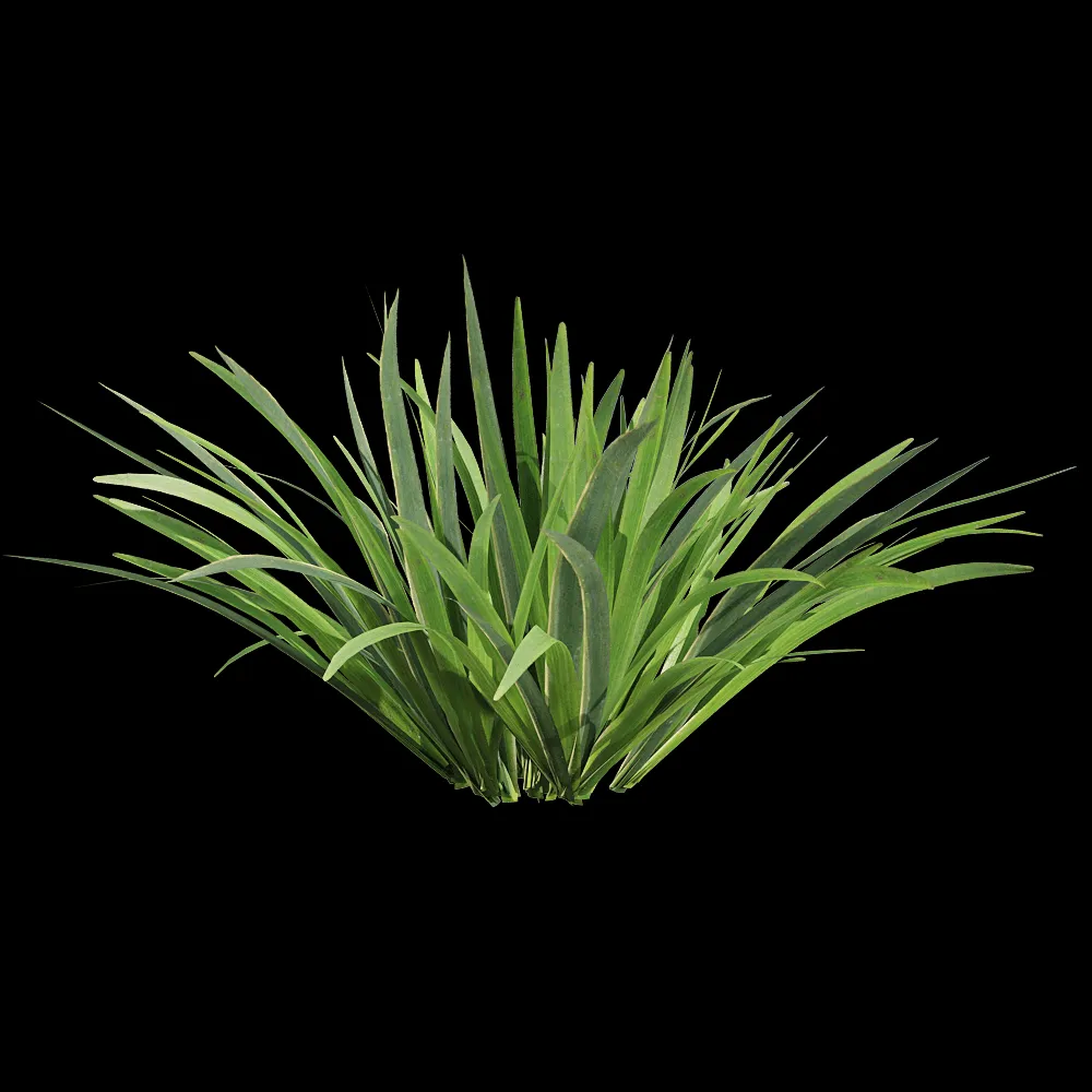 decoration – Acorus calamus little 3 3ds Max