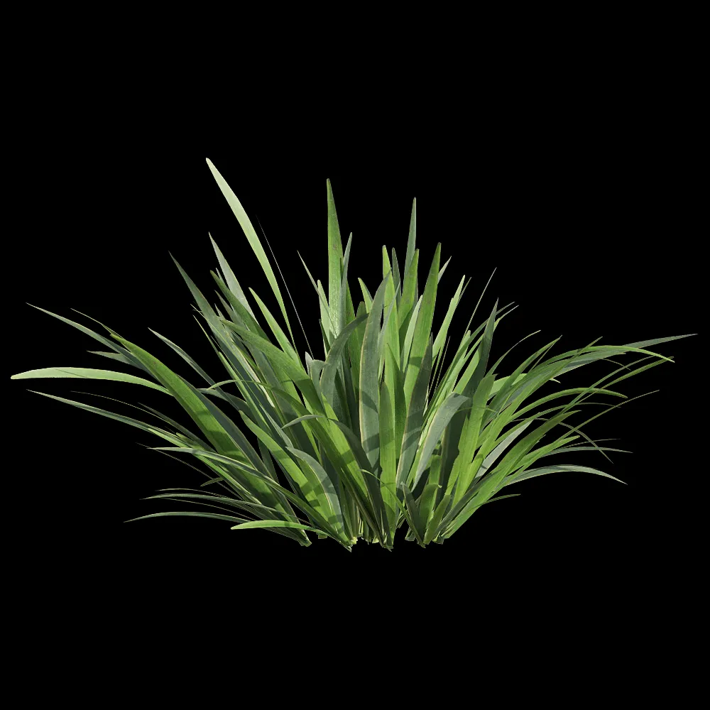 decoration – Acorus calamus little 4 3ds Max