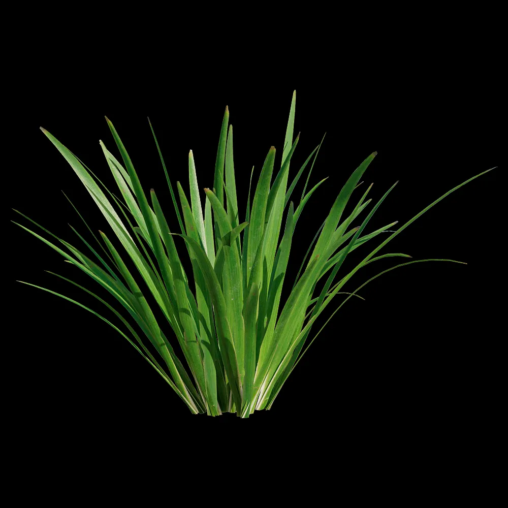 decoration – Acorus calamus little 5 3ds Max