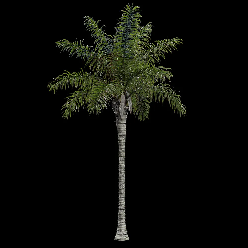 decoration – Acrocomia aculeata 1 3ds Max