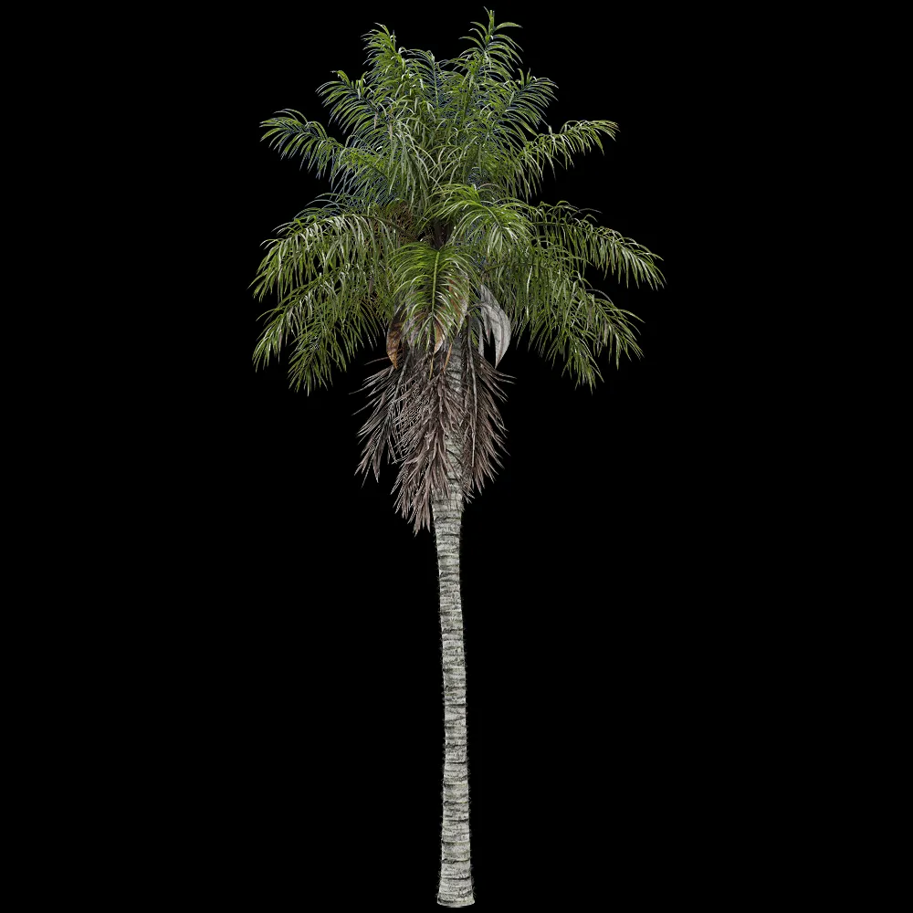 decoration – Acrocomia aculeata 3 3ds Max