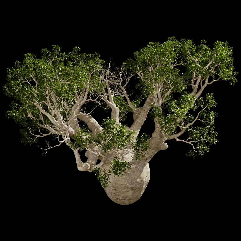 decoration – Adansonia Gregorii 01 01 3ds Max