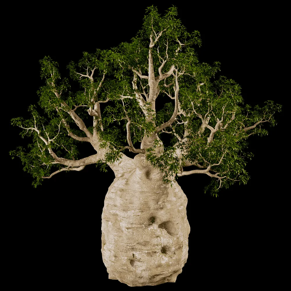 decoration – Adansonia Gregorii 01 02 3ds Max