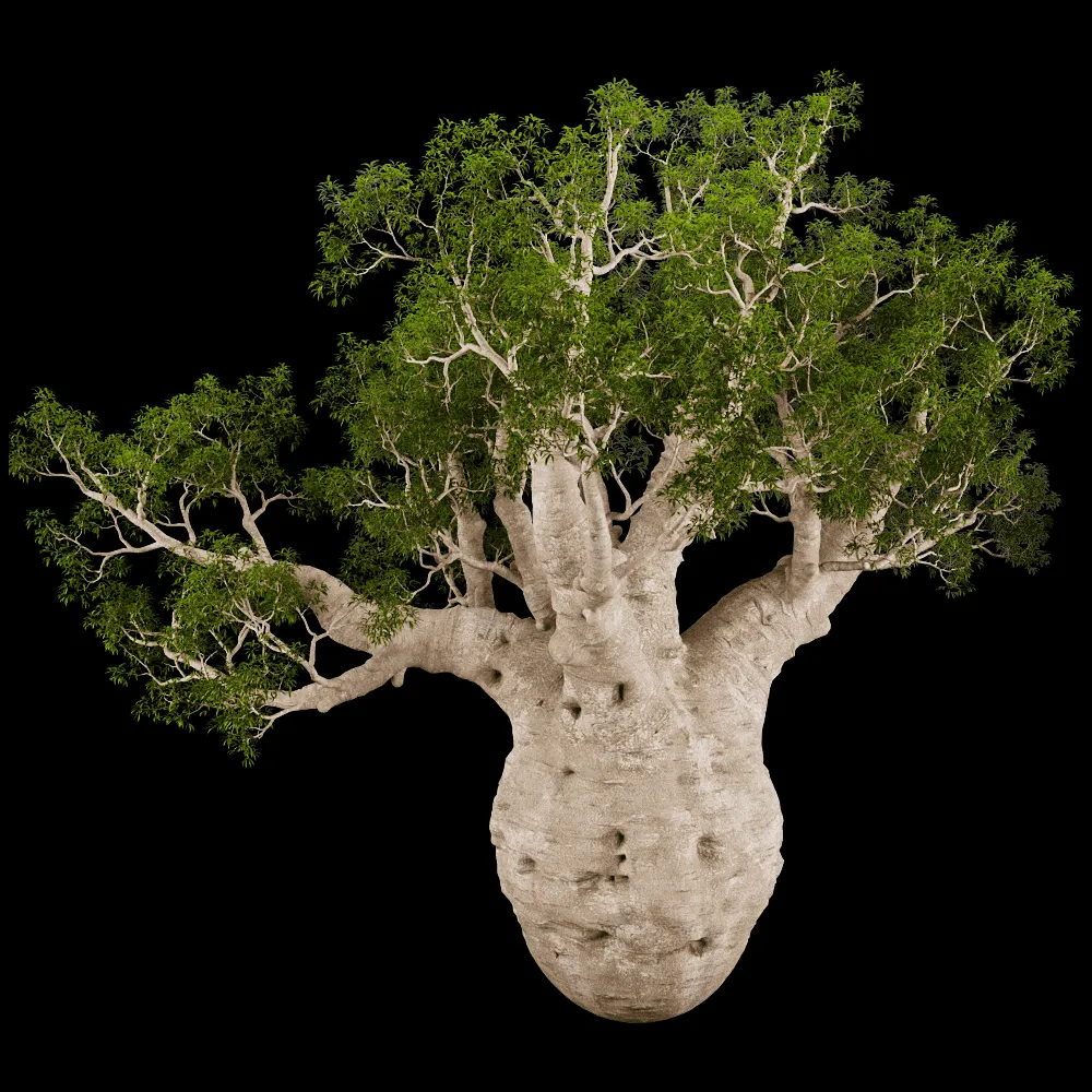 decoration – Adansonia Gregorii 01 03 3ds Max