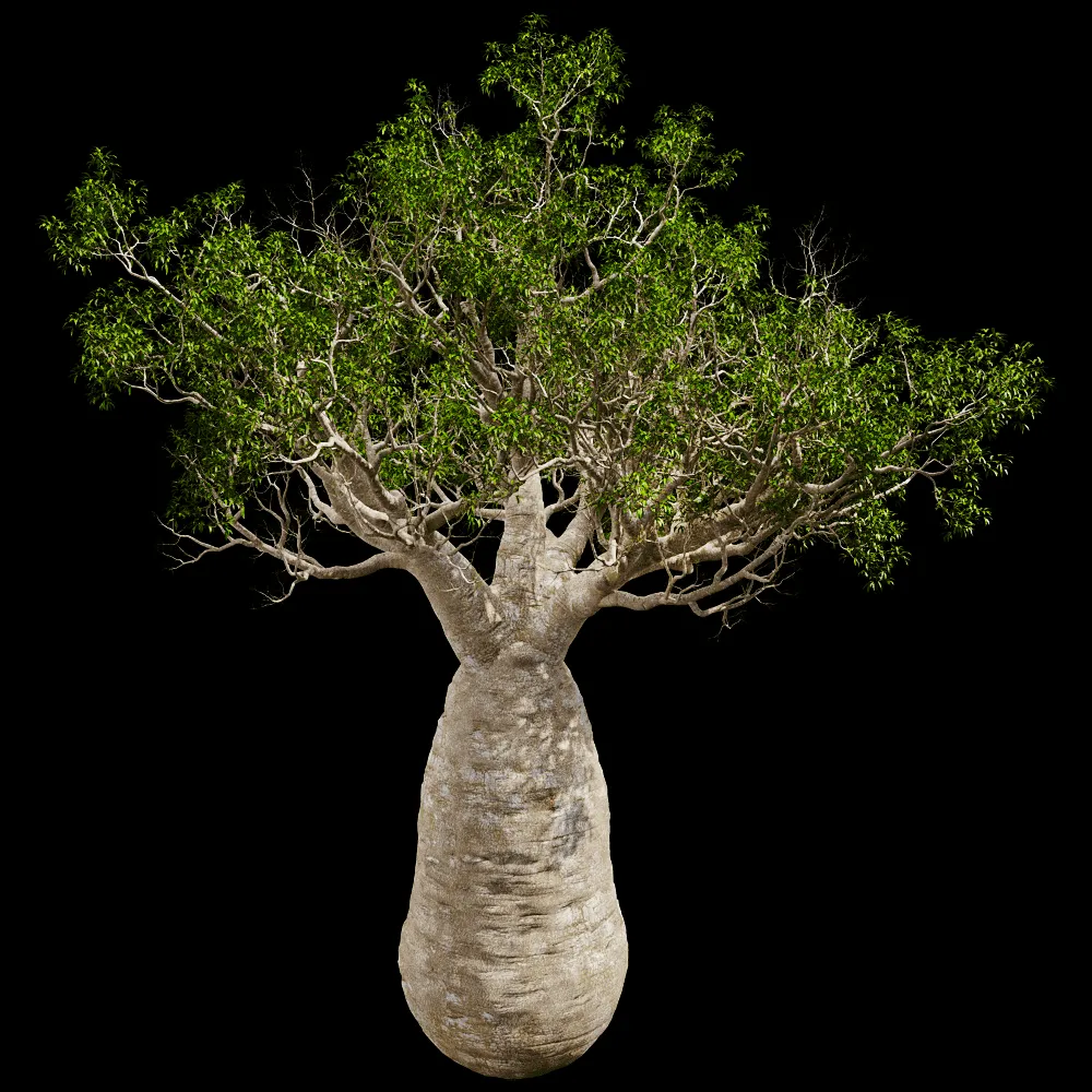 decoration – Adansonia Gregorii 01 05 3ds Max