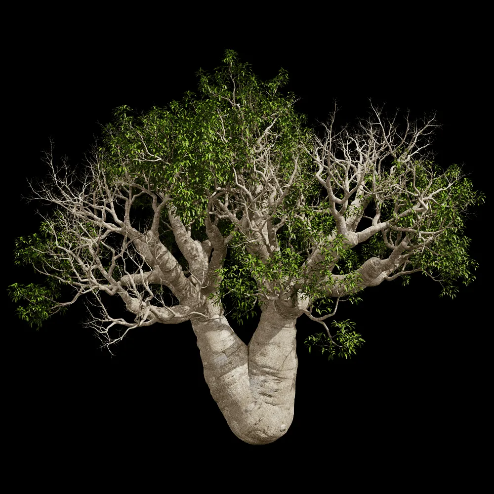 decoration – Adansonia Gregorii 01 06 3ds Max