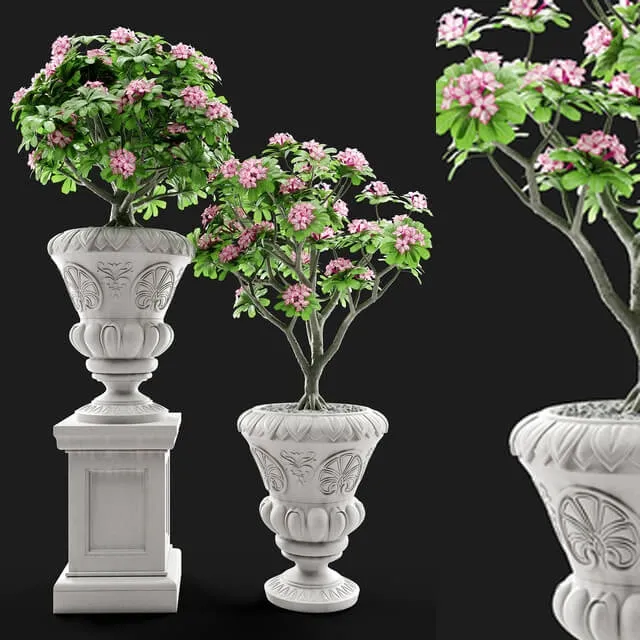 decoration – Adenium Desert rose in classic vase 3ds Max