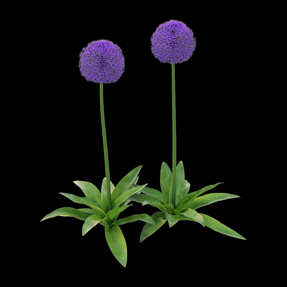 decoration – Allium giganteum 2 3ds Max