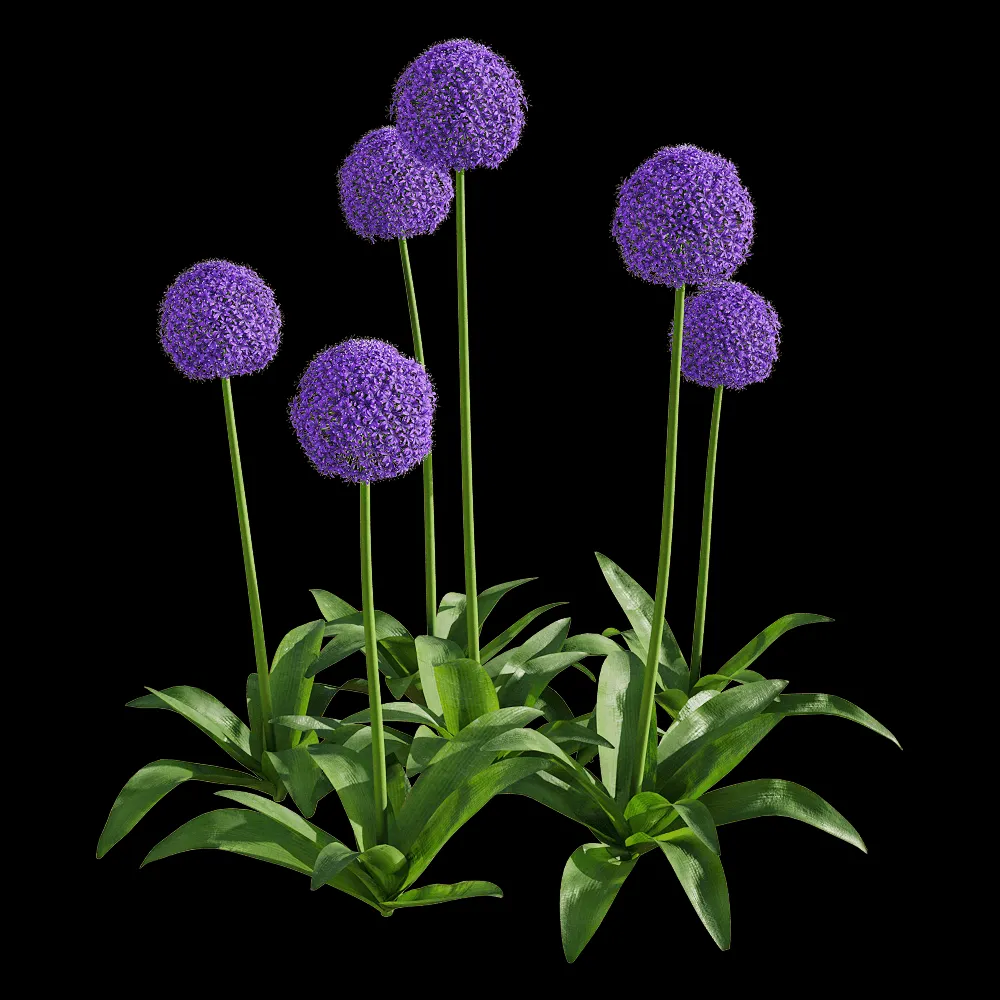 decoration – Allium giganteum 4 3ds Max