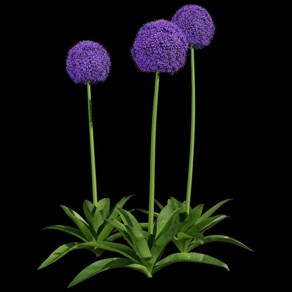 decoration – Allium giganteum 5 3ds Max