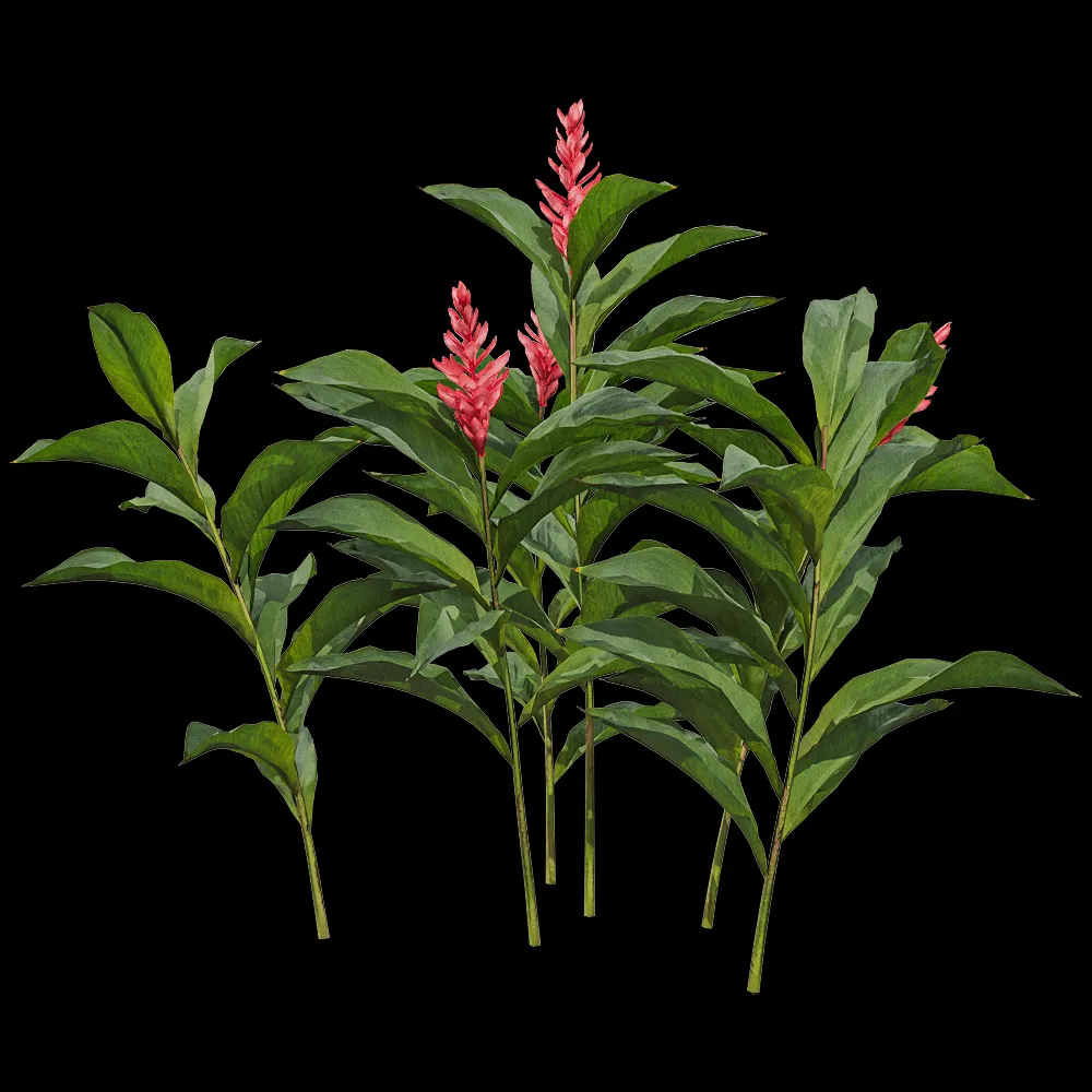 decoration – Alpinia purpurata 2 3ds Max