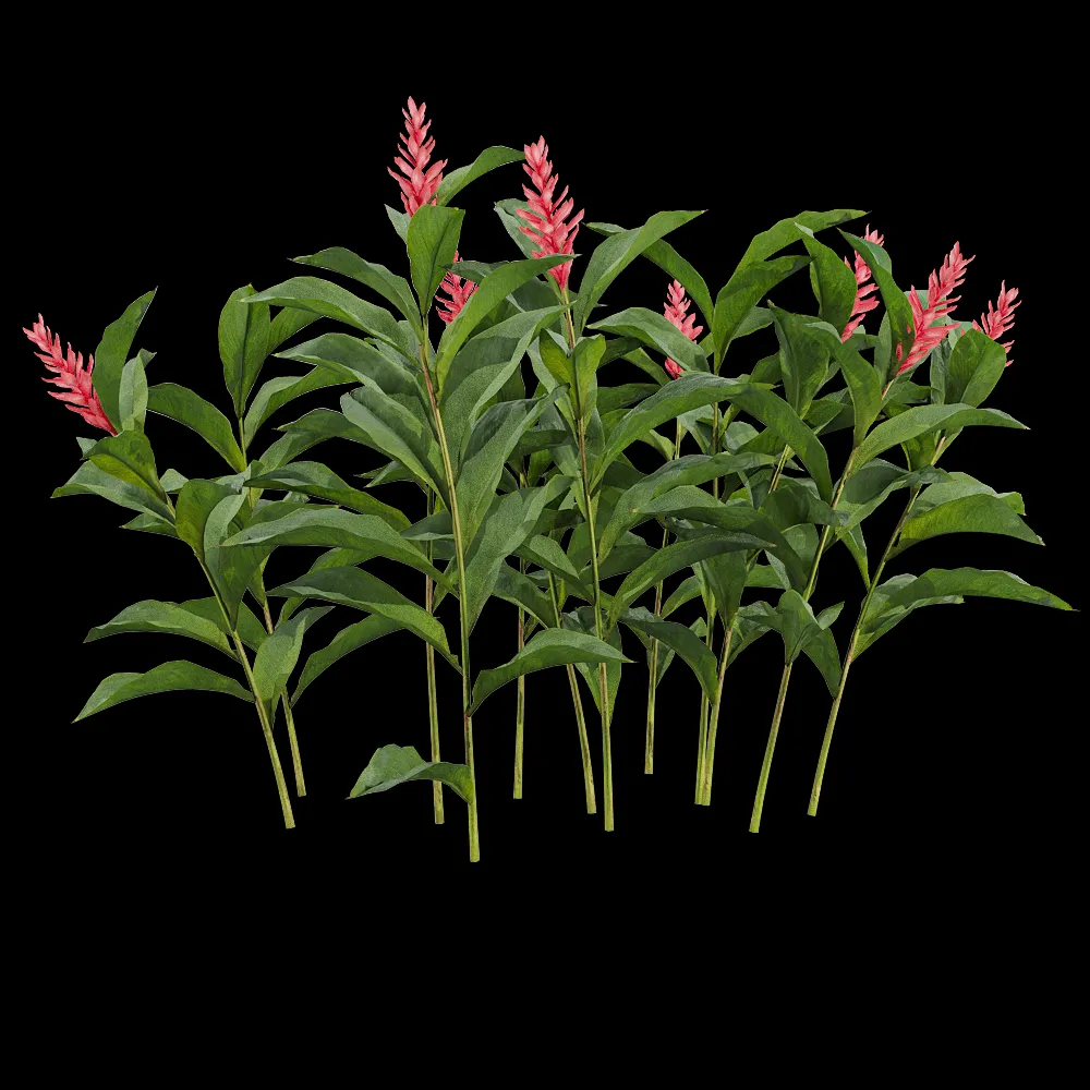 decoration – Alpinia purpurata 3 3ds Max