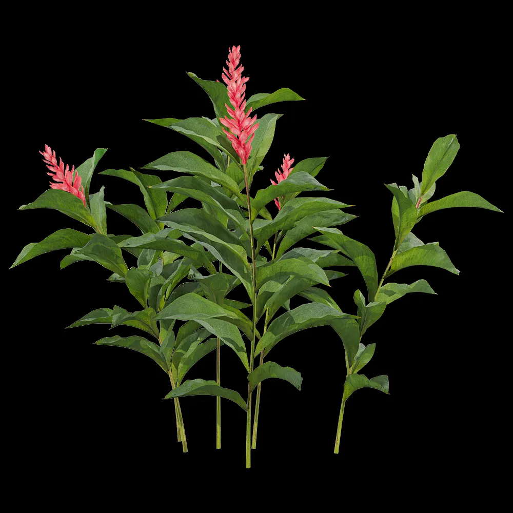 decoration – Alpinia purpurata 4 3ds Max