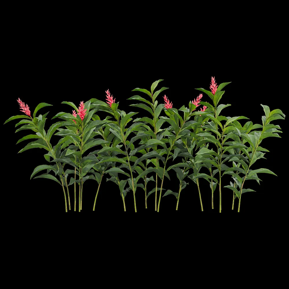decoration – Alpinia purpurata 5 3ds Max