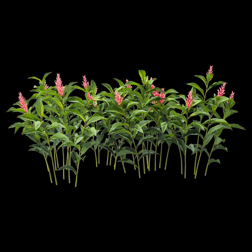 decoration – Alpinia Purpurata 6 3ds Max