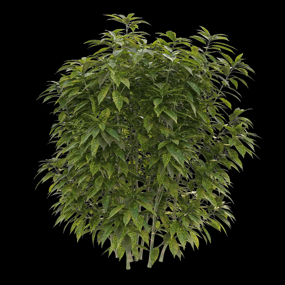 decoration – Ancuba japonica 01 3ds Max