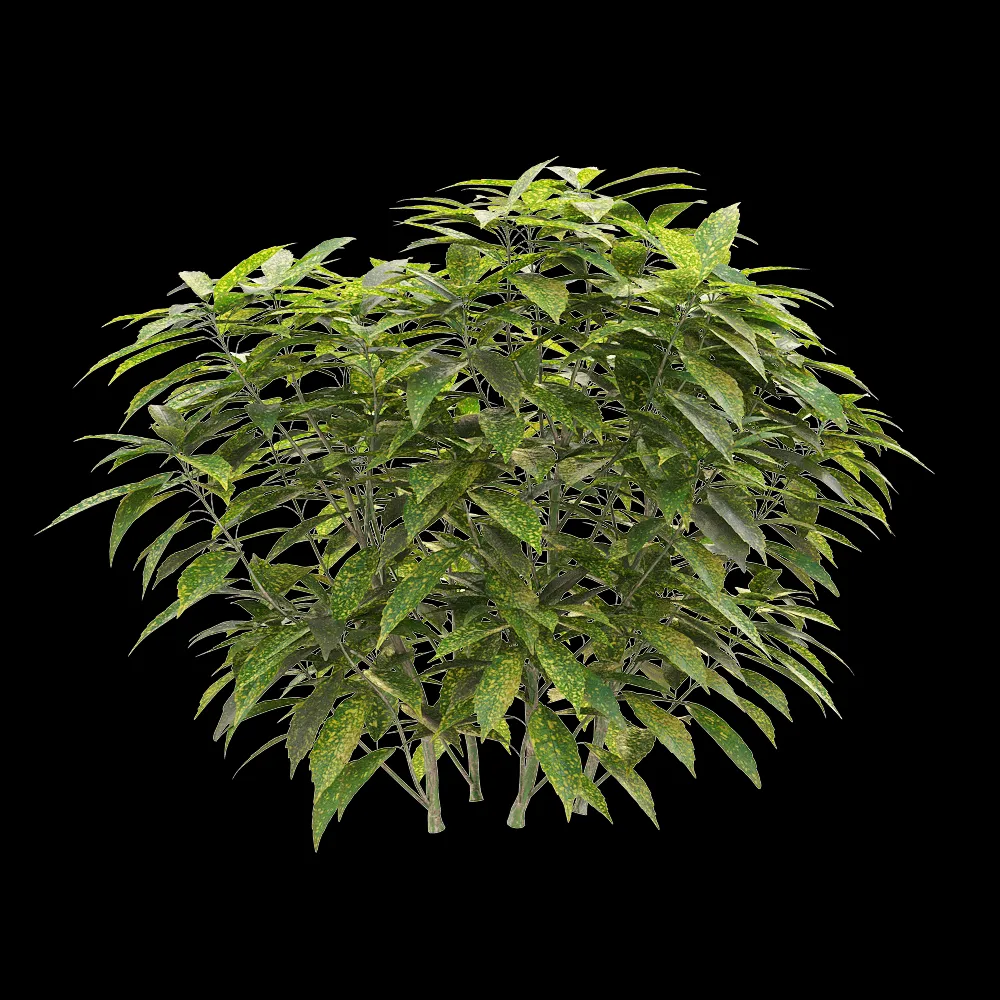 decoration – Ancuba japonica 03 3ds Max