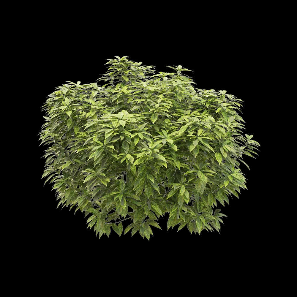 decoration – Ancuba japonica 4 3ds Max