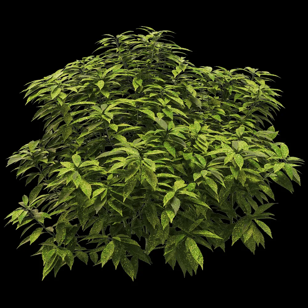 decoration – Ancuba japonica 6 3ds Max